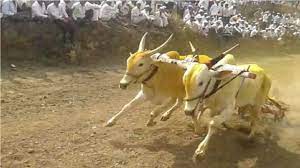 आता बैलगाडा शर्यतींचा 'इव्हेंट' थांबणार..