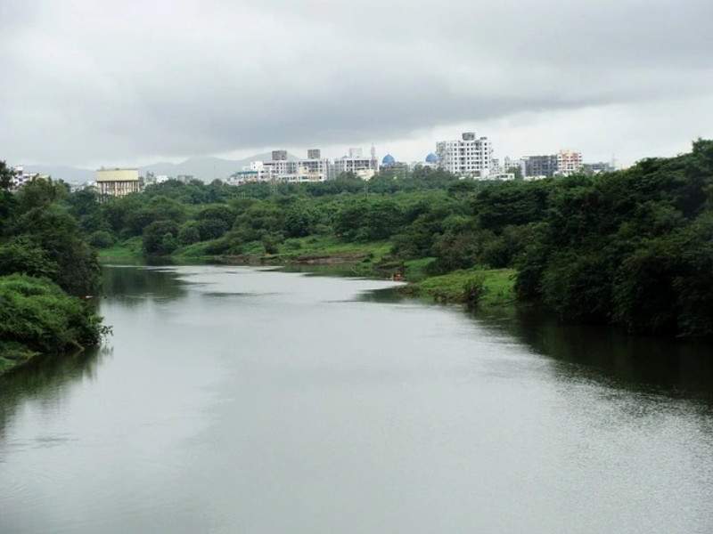 मुळा नदी सुधार प्रकल्प ६५० झाडांच्या मुळावर...
