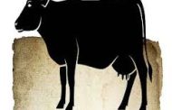 म्हशीला जिवे ठार मारून तिची कत्तल करीत मांसाची वाहतूक..