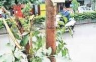 मोशीतील वृक्षतोड प्रकरणी होर्डींगच्या मालकासह अज्ञातांवर गुन्हा दाखल...