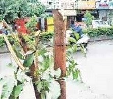 मोशीतील वृक्षतोड प्रकरणी होर्डींगच्या मालकासह अज्ञातांवर गुन्हा दाखल...