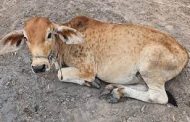 शहरातील गाय व बैलांच्या लम्पी आजाराच्या अटकावासाठी पशुवैद्यकीय पथकांची नेमणूक..