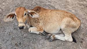 शहरातील गाय व बैलांच्या लम्पी आजाराच्या अटकावासाठी पशुवैद्यकीय पथकांची नेमणूक..