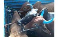 कत्तलीसाठी गायी आणि कालवडची वाहतूक करणारा टेम्पो पकडला..