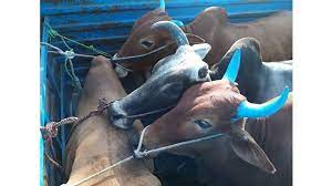 कत्तलीसाठी गायी आणि कालवडची वाहतूक करणारा टेम्पो पकडला..