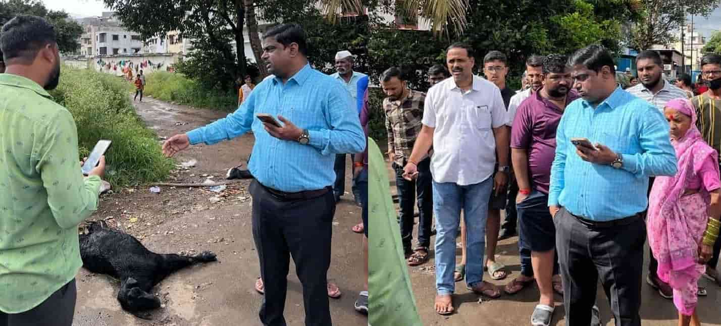 पिंपळे सौदागरमध्ये महावितरणच्या भोंगळ कारभारामुळे तीन शेळ्यांचा हकनाक बळी..