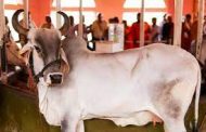 चिखलीतील पाच एकर जागेत उभारणार सुसज्ज गोशाळा..