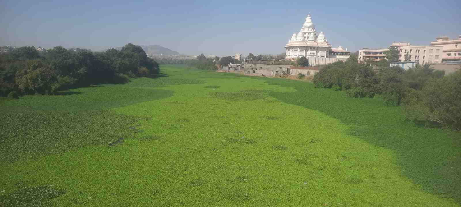 देहुतील इंद्रायणी नदीपात्रात अंथरलेत हिरवेगार गालिचे...