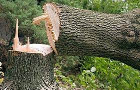 पिंपरी डेअरी फार्म उड्डाणपूलासाठी होणार झाडांची कत्तल...