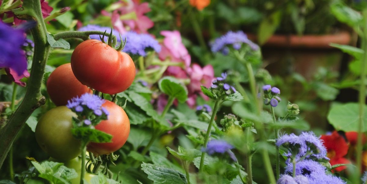 प्राधिकरणात ‘फळ-फुले-भाजीपाला-बागा' प्रदर्शन व स्पर्धा..