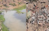 तीर्थक्षेत्र देहूतील इंद्रायणी नदीपात्रात मृत माशांचा खच...