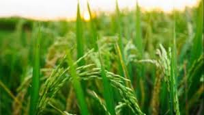 पुणे जिल्हा मध्यवर्ती सहकारी बँकेच्या वतीने आज वडगावात इंद्रायणी बीज वाटप...