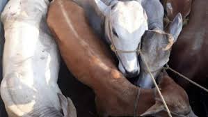 जर्सी जातीच्या बैलांना कतल्लीसाठी घेवून जाताना पोलिसांनी अडवले...