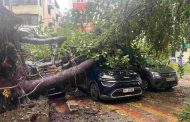 संततधार पावसामुळे शहरात बहुतांशी ठिकाणी झाडपाडीच्या घटना...