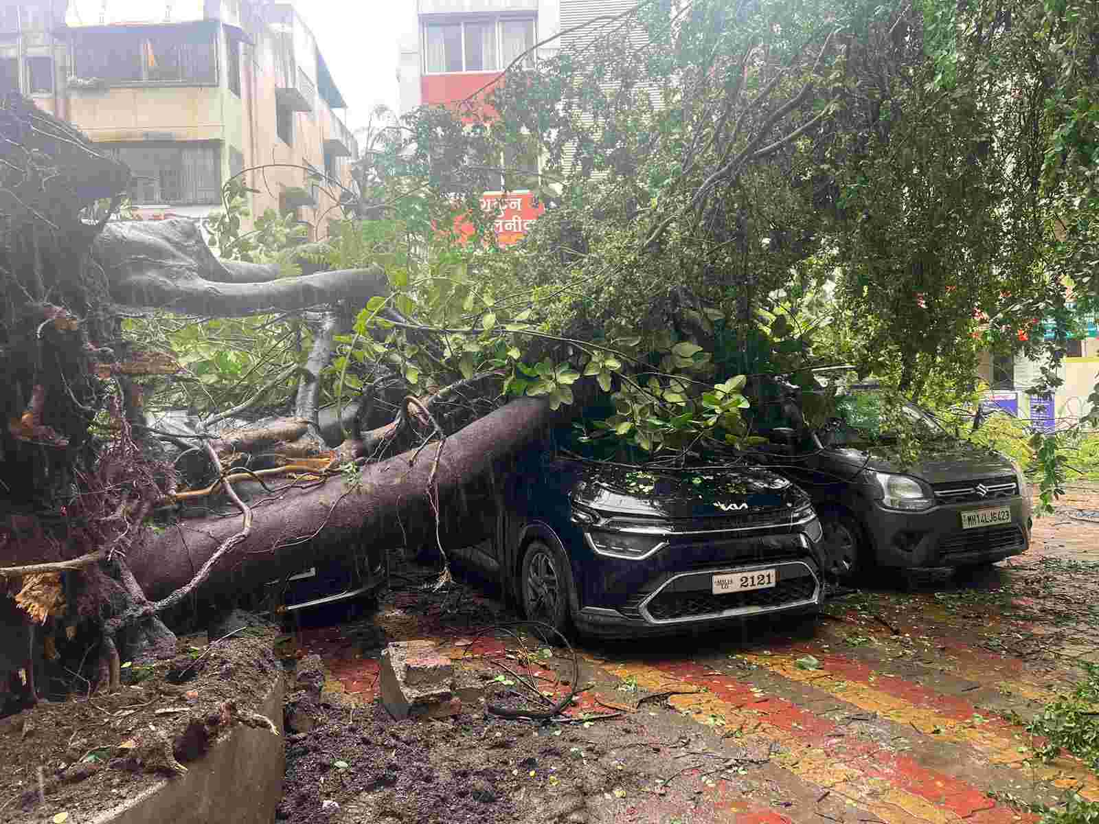 संततधार पावसामुळे शहरात बहुतांशी ठिकाणी झाडपाडीच्या घटना...