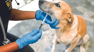 सव्वादोन महिन्यात १२०० पेक्षा जास्त श्वानांना लस..