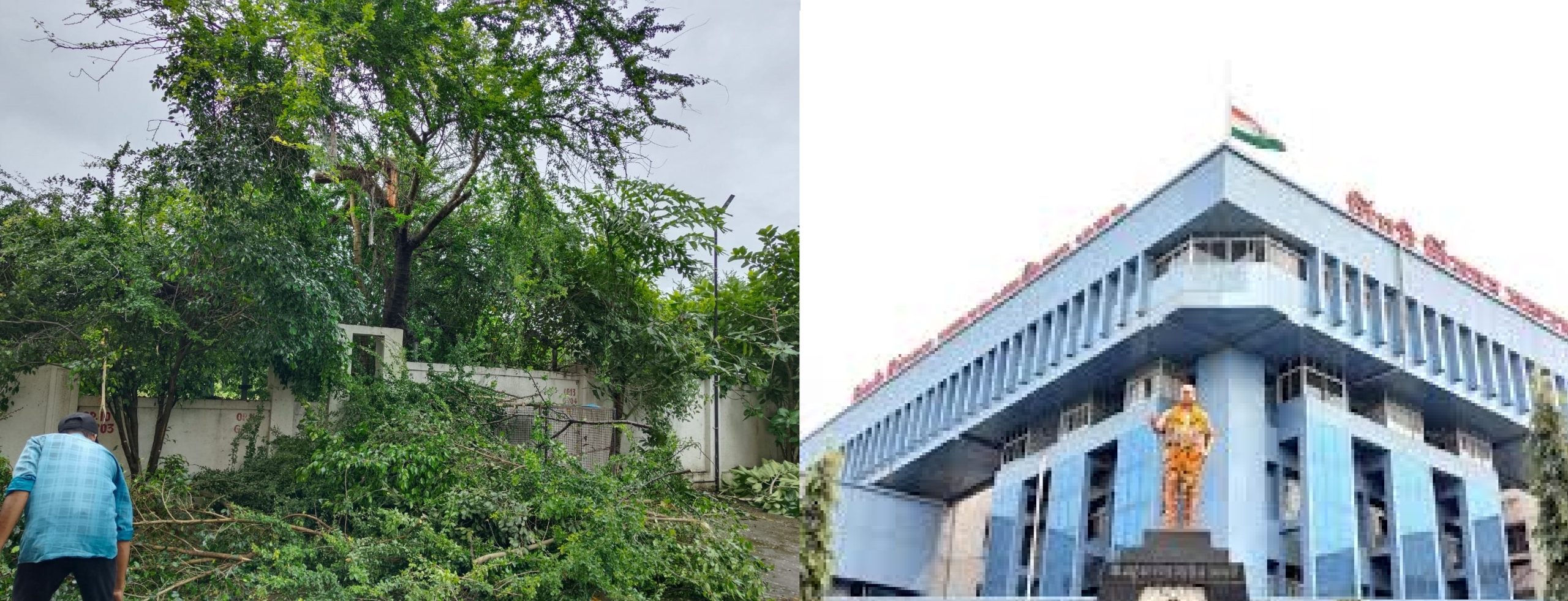 पिंपळे निलखच्या साहिल हाईट्स सोसायटीत बेसुमार वृक्षतोड..