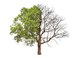 'झाडे लावा झाडे जगवा'लाच शासनाकडून सुरुंग..