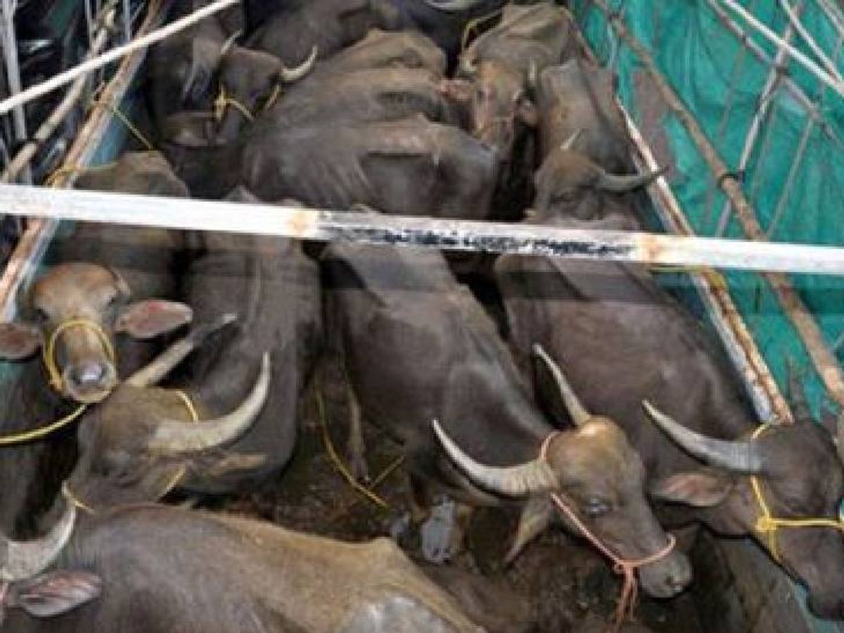 चार ट्रकमधून तब्बल ९५ म्हशीसह त्यांच्या रेडकुंची कत्तलीसाठी वाहतूक..