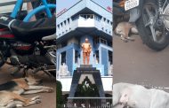 पिंपरी चिंचवड महानगरपालिकेला भटक्या कुत्र्यांचा वेढा..