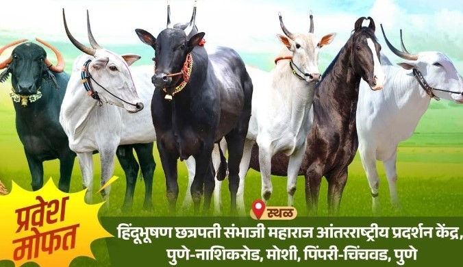 मोशीत पुढील महिन्यात 'देशी गोवंश तसेच अश्व'चे प्रदर्शन...