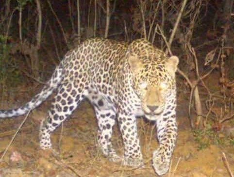 प्राधिकरणात आढळलेल्या बिबट्यामुळे वनविभाग सतर्क...