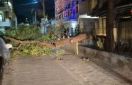 जुनी सांगवीतील जयमाला नगरमध्ये निंबाचे झाड चक्क रस्त्यावर कोसळले...