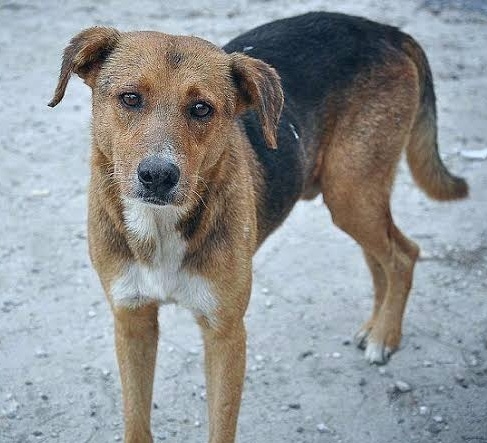 पिंपरीतील विषबाधेनंतर आता काळेवाडीत कुत्र्याला दांडक्याने व दगडांनी मारहाण..