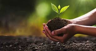 पर्यावरण दिनापासून वर्षभरात १ लाखांहून अधिक देशी वृक्षांची लागवड....