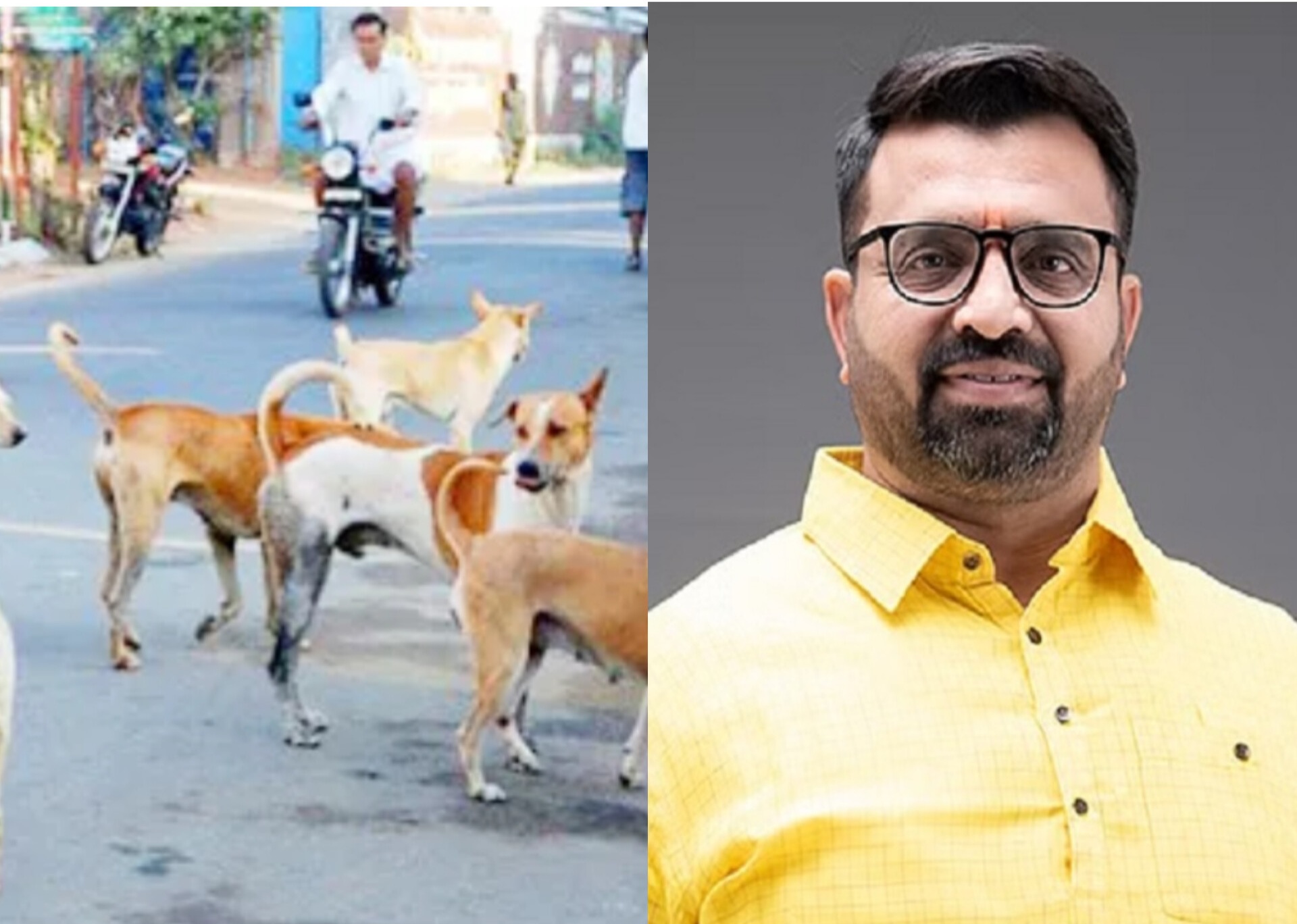 भटक्या कुत्र्यांच्या बंदोबस्तासाठी ‘‘दिल्ली पॅटर्न’’ लागू करण्याची मागणी..