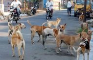 पिंपरीत भटक्या कुत्र्यामुळे डिलिव्हरी बॉयचा खिसा रिकामा...