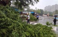 पावसामुळे १० झाडे कोसळली; अग्निशमन विभागाने तात्काळ हटवली... 