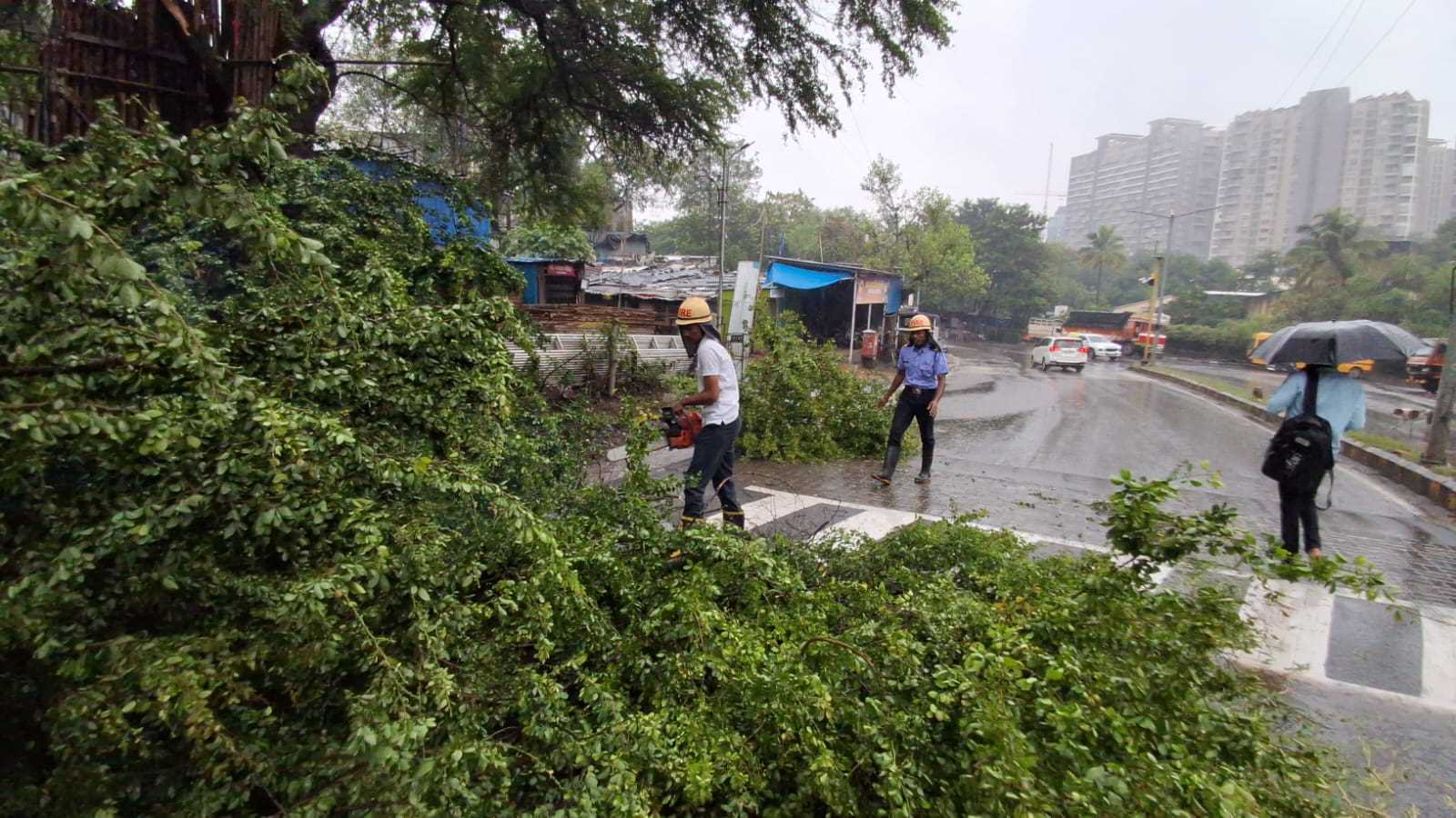 पावसामुळे १० झाडे कोसळली; अग्निशमन विभागाने तात्काळ हटवली... 