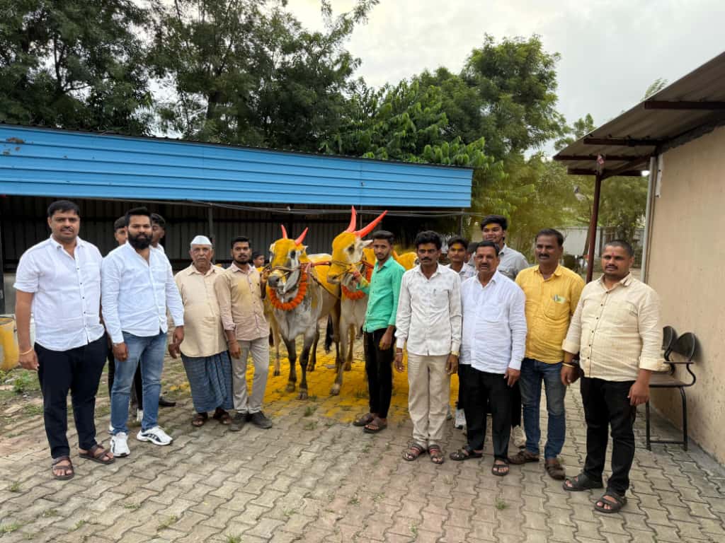 कुदळवाडीत पांरपारिक पध्दतीने बैलपोळा साजरा...