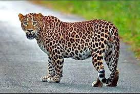 चऱ्होलीत बिबट्याचा मुक्तसंचार; नागरिक भयभीत...