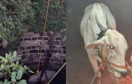 वडमुखवाडीतील तापकीरनगराच्या विहिरीत पडला बैल..