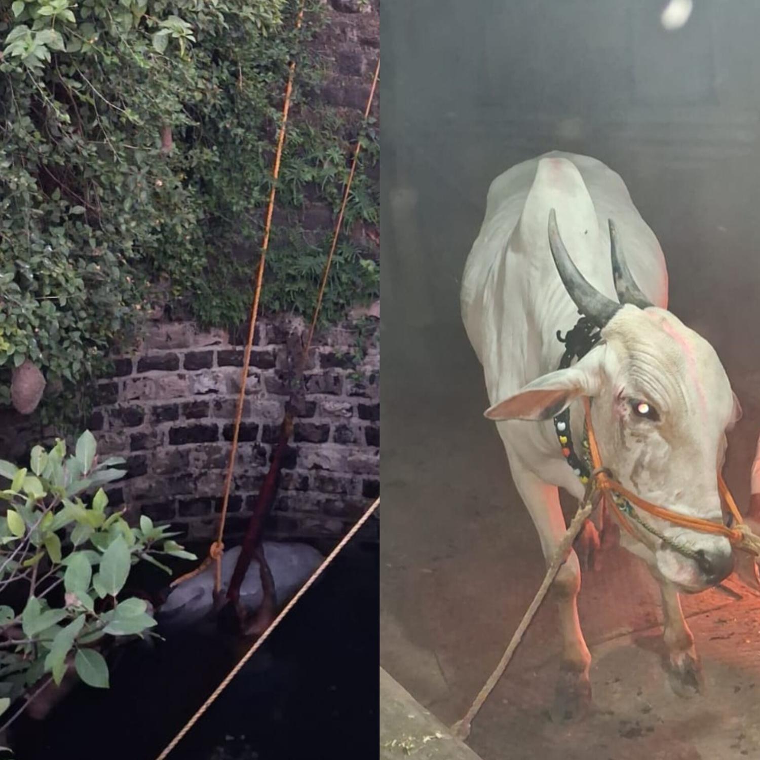 वडमुखवाडीतील तापकीरनगराच्या विहिरीत पडला बैल..
