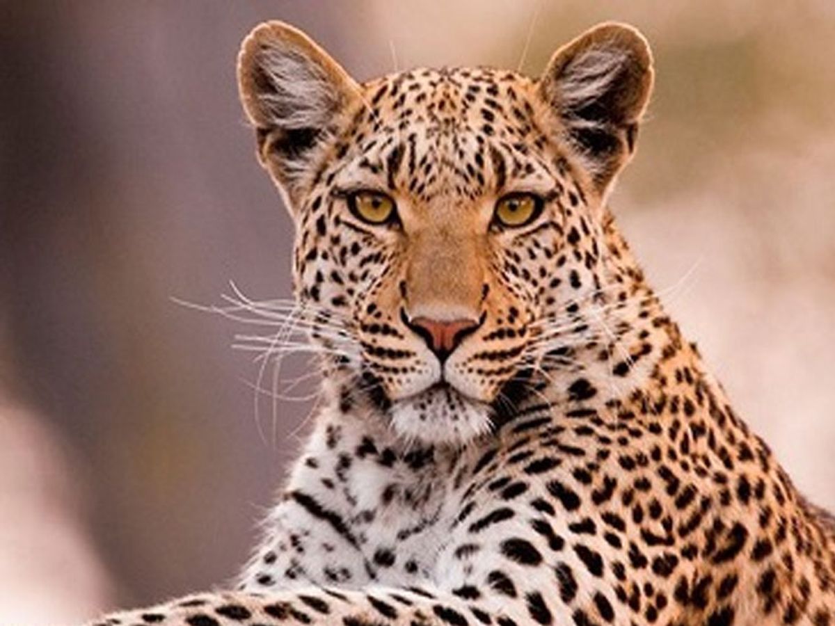 सांगवीत बिबट्याचे दर्शन? नागरिकांत भीतीचे सावट..