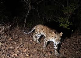 चिखलीत बिबट्याची अफवा तर मोशीत प्रत्यक्ष दिसल्याची चर्चा..