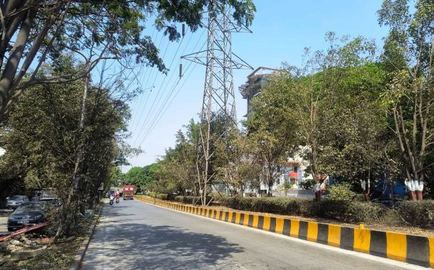 महापारेषणच्या उच्च क्षमतेच्या टॉवर लाईनखाली उंच 'पाम' झाडांची लागवड..