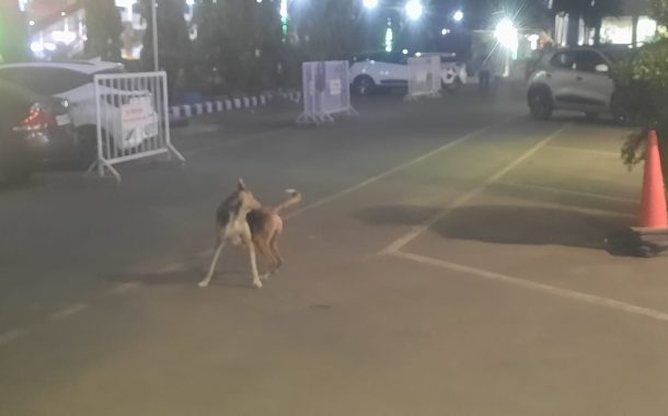 पशुवैद्यकीय तक्रारींसाठी पीसीएमसीचा मोठा निर्णय...