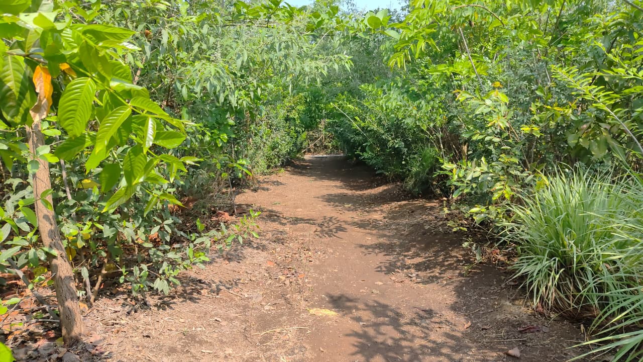 निगडीत लोकसहभागातून साकारले ‘ऑक्सिजन पार्क’...