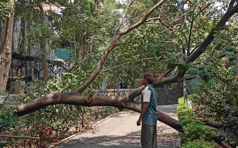 अशास्त्रीय छाटणीमुळे ३५ वर्ष जुन्या झाडाची फांदी कोसळली; मोठी दुर्घटना टळली..