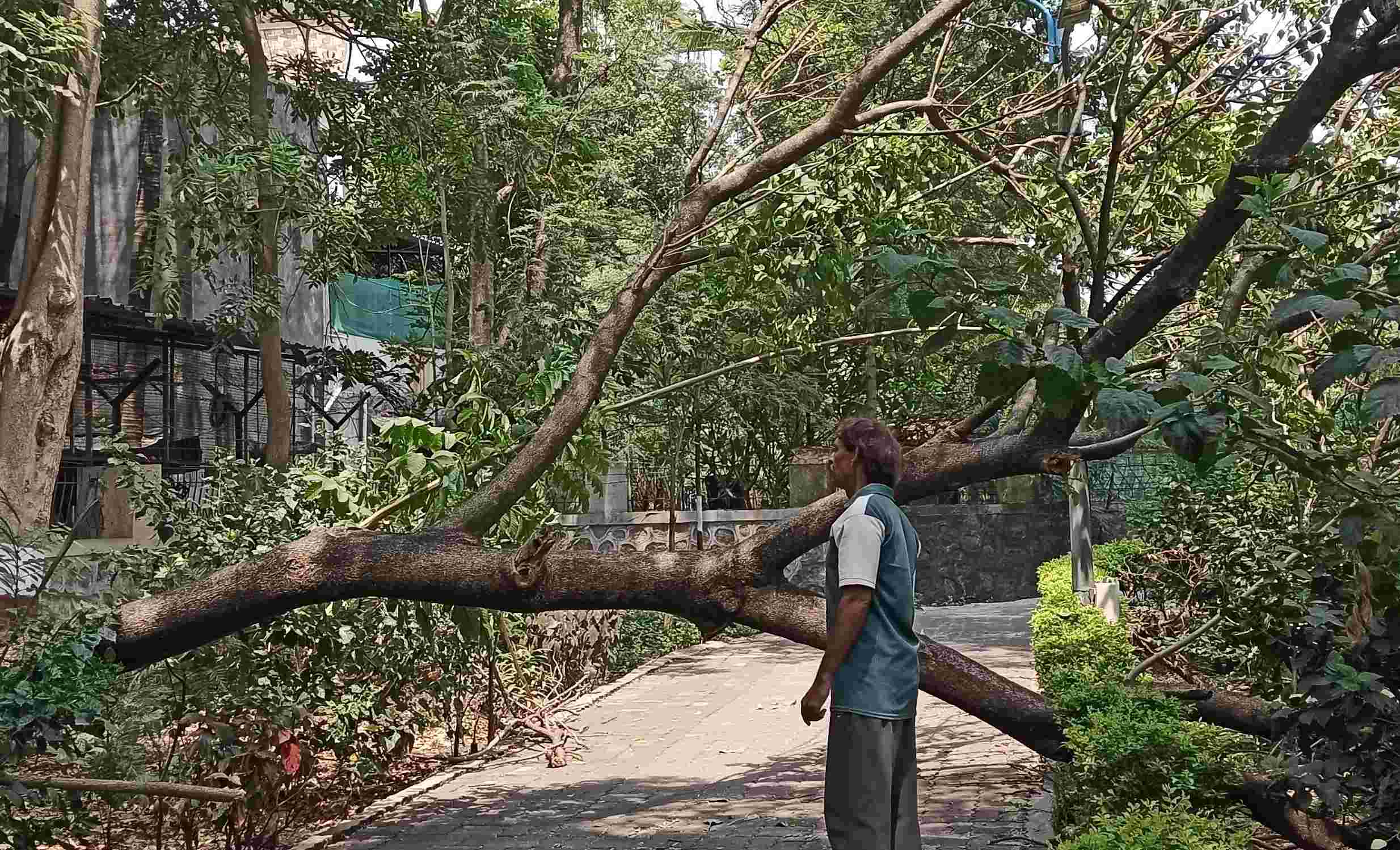 अशास्त्रीय छाटणीमुळे ३५ वर्ष जुन्या झाडाची फांदी कोसळली; मोठी दुर्घटना टळली..