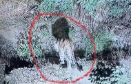 धक्कादायक... रावेत- प्राधिकरण परिसरात बिबट्याचा वावर..
