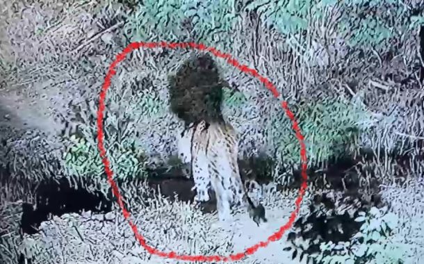 धक्कादायक... रावेत- प्राधिकरण परिसरात बिबट्याचा वावर..