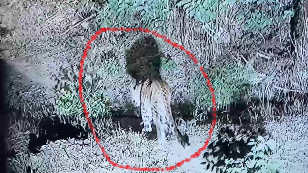 धक्कादायक... रावेत- प्राधिकरण परिसरात बिबट्याचा वावर..