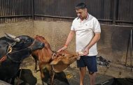भाजपा युवा मोर्चा शहराध्यक्षांकडून “सिंधु” गायीचा अनोखा वाढदिवस साजरा...