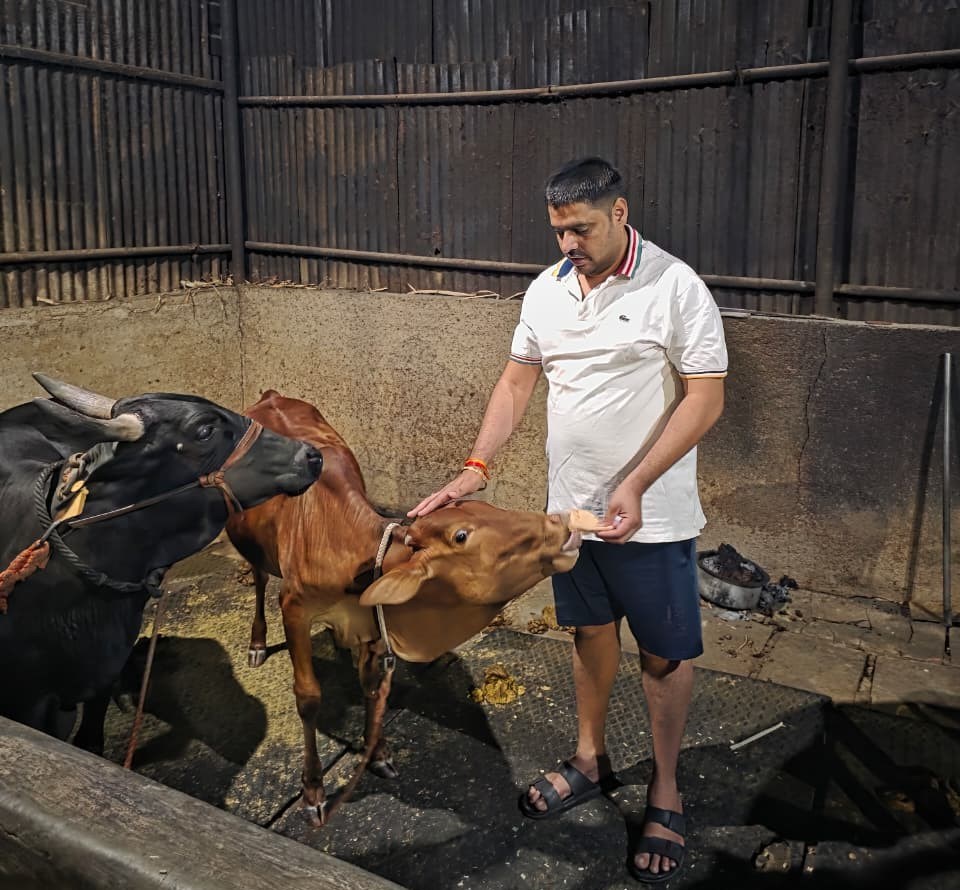 भाजपा युवा मोर्चा शहराध्यक्षांकडून “सिंधु” गायीचा अनोखा वाढदिवस साजरा...