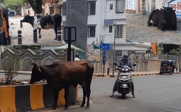 इंद्रायणीनगरमध्ये भटक्या जनावरांचा रस्यावर वावर..